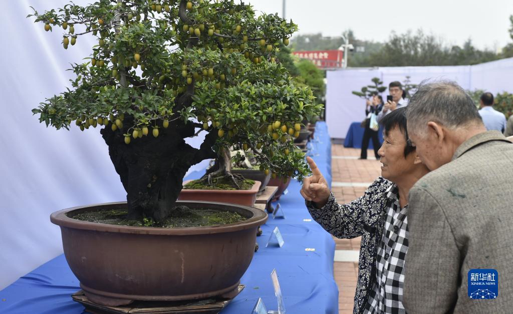 九五至尊最新登录网址